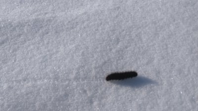 En svart, luden larv som kryper på snön.