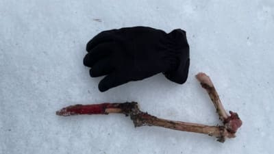 Benrester från ett djur, en svart handske bredvid i snön.