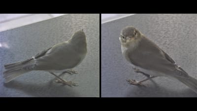 Två bilder på mindre fågel stående på bordsskiva.