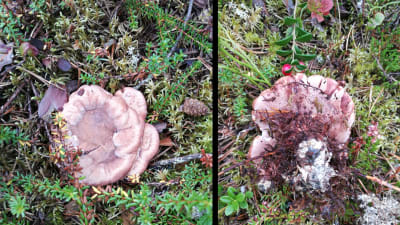 Två bilder på en svamp.