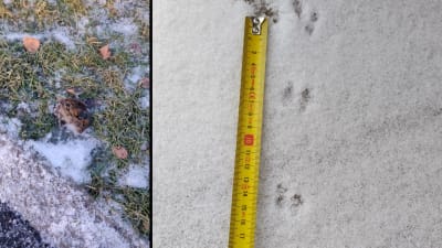 Till vänster en smågnagare, till höger en bild på djurspår i snö.