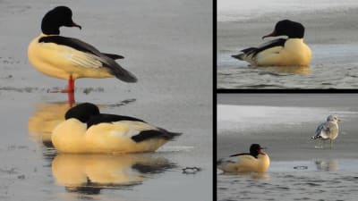 Tre bilder på sjöfågel på is.