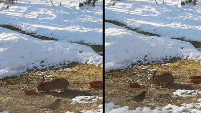 Två bilder på kanin och fågel på snötäckt gräsmatta.