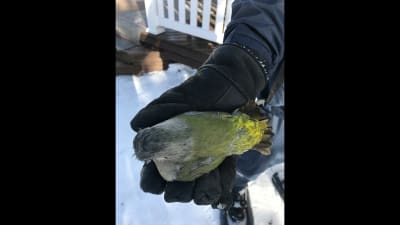 En fågel, förmodligen gråspett, i handskbeklädd hand.