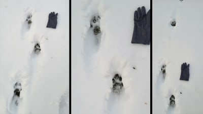 Tre bilder på djurspår i snö, en svart handske bredvid i snön.