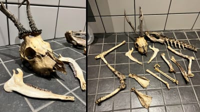 Två bilder på kranium och skelett av hjortdjur.