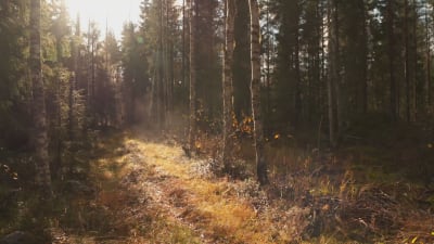En stig i naturen 