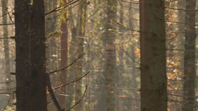 Skog med spindeltrådar