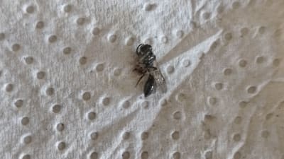 En bevingad insekt på ett hushållspapper.
