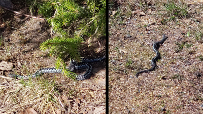 Två bilder på huggorm.
