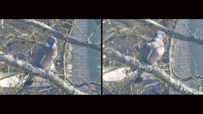 Två bilder på duva sittande på trädgren.