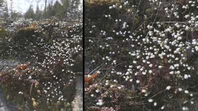 Två bilder på små, vita blommor.