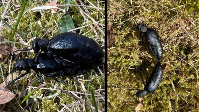 Två bilder på två svarta skalbaggar.