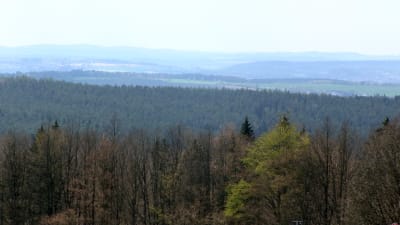 Skogen Hessenreuther Wald sedd på avstånd.