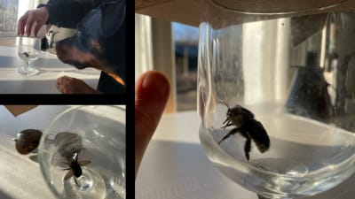 tre bilder på en bevingad insekt i ett glas.