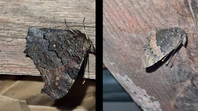 Två bilder på fjärilar på takplankor.