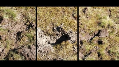 Tre bilder på uppbökad jord.