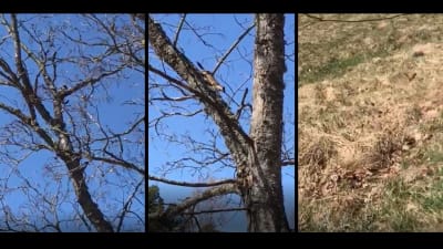 Tre bilder på litet mårddjur som klättrar ner ur ett träd och springer iväg längs marken.