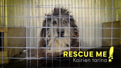 Naava sarjassa Rescue me - koirien tarina