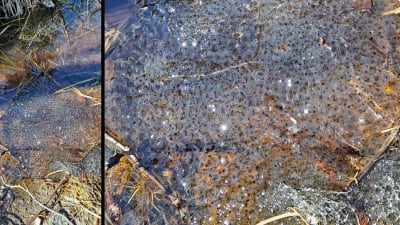Två bilder på grodrom i vattendrag.
