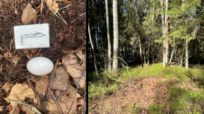 Två bilder på fågelägg på marken. Vit tändsticksask som storleksjämförelse till vänster.