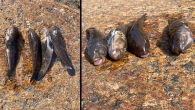 Två bilder på fisk som radats upp på en klippa.
