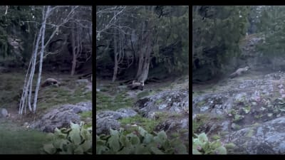 Tre bilder på mårddjur som skuttar i skogen. Bilderna är tagna från ett videoklipp.