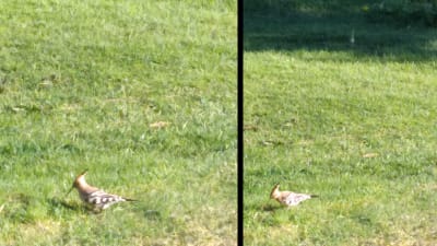Två bilder på härfågel på en gräsmatta.