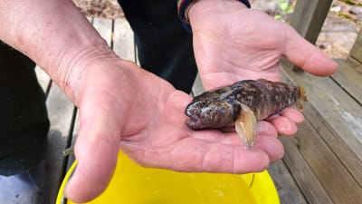 En fisk hålls upp i ett par händer.