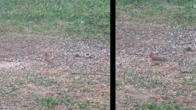 Två bilder på fågel med rött på huvudet.