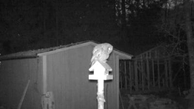 En uggla på ett fågelbord, fotograferat på natten med en viltkamera.