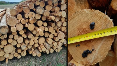 Två bilder på trästockar med svarta små klumpar.
