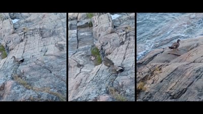 Tre bilder på andfågel vid strandklippor.
