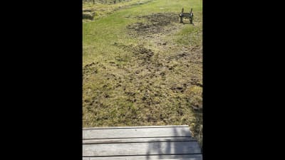 Uppbökad jord på en gräsmatta.