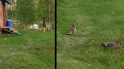 Bild med bildförstoring av två andfåglar på gräsmatta.