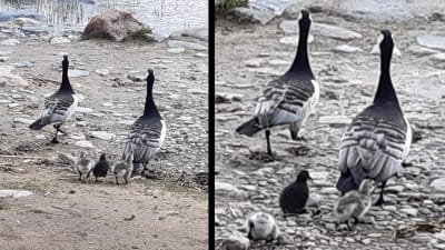 Två bilder på gåsfamilj.