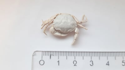 Liten vit krabba och linjal på vit bakgrund.
