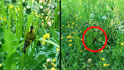 Två bilder på liten fågel bland högt gräs. Till höger är fågeln inringad i rött.