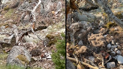 Två bilder på ett ejderbo. Till vänster är ådan i boet, tuill höger endast mängder av dun.