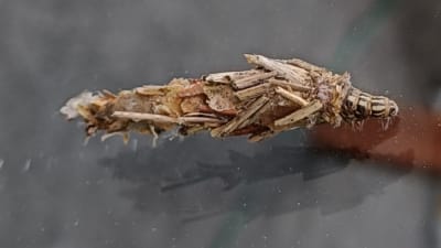 En larv täckt med torra växtdelar.
