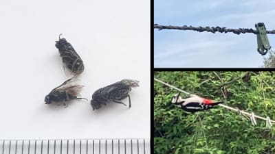 Tre bilder: 1 Tre insekter 2 Bycksträck täckt med insekter 3 Hackspett hänger på byksträck