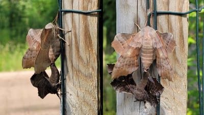 Två bilder på två fjärilar som sitter med bakkropparna fästa i varandra.
