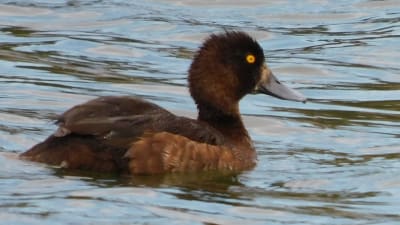 Simmande brun andfågel med gult öga.