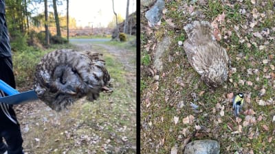 En bild på död uggla på spade och annan bild på död uggla och talgoxe på marken.