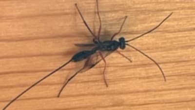 Stekel med långt äggläggningsrör.