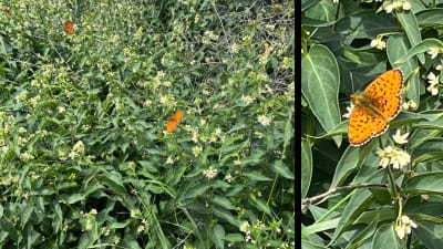 Två bilder på orangefärgade fjärilar bland gröna växter.
