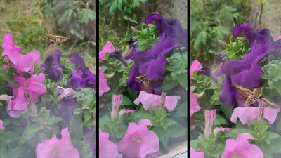 Tre bilder på svärmare som flyger vid rosa och lilafärgade blommor.