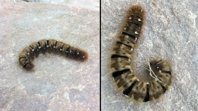 Två bilder på hårig, brunfärgad larv med svarta ränder.