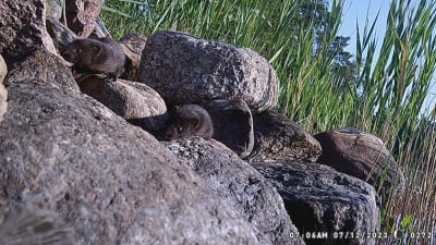 Två unga mårddjur, troligen mink, bland strandstenar.