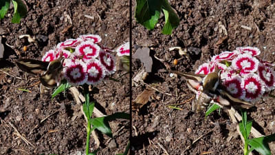 Två bilder på svärmare vid blomma med röda och vita kronblad.